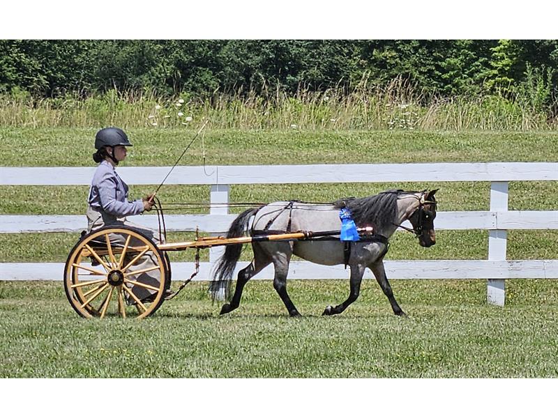 Logo for 2025 Qualifying Horse Shows